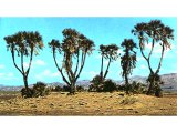 The tropical doum palm (Hyphaene thebaica) is found in the more tropical areas of south Palestine, like these in the Arava valley north of Eilat.